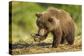 Brown Bear Spring Cub, Katmai National Park, Alaska-Paul Souders-Stretched Canvas