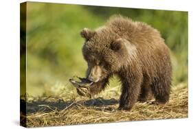 Brown Bear Spring Cub, Katmai National Park, Alaska-Paul Souders-Stretched Canvas