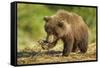 Brown Bear Spring Cub, Katmai National Park, Alaska-Paul Souders-Framed Stretched Canvas