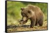 Brown Bear Spring Cub, Katmai National Park, Alaska-Paul Souders-Framed Stretched Canvas