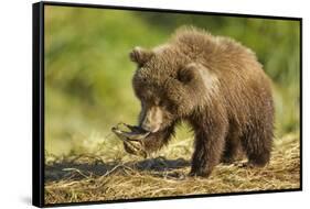 Brown Bear Spring Cub, Katmai National Park, Alaska-Paul Souders-Framed Stretched Canvas