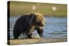 Brown Bear Spring Cub, Katmai National Park, Alaska-Paul Souders-Stretched Canvas