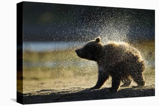 Brown Bear Spring Cub, Katmai National Park, Alaska-Paul Souders-Stretched Canvas