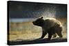 Brown Bear Spring Cub, Katmai National Park, Alaska-Paul Souders-Stretched Canvas