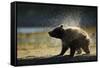 Brown Bear Spring Cub, Katmai National Park, Alaska-Paul Souders-Framed Stretched Canvas