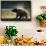 Brown Bear Spring Cub, Katmai National Park, Alaska-Paul Souders-Framed Stretched Canvas displayed on a wall