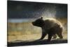 Brown Bear Spring Cub, Katmai National Park, Alaska-Paul Souders-Stretched Canvas