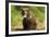 Brown Bear Spring Cub, Katmai National Park, Alaska-Paul Souders-Framed Photographic Print