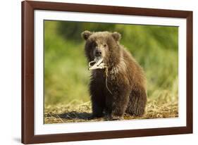 Brown Bear Spring Cub, Katmai National Park, Alaska-Paul Souders-Framed Photographic Print