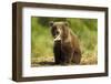 Brown Bear Spring Cub, Katmai National Park, Alaska-Paul Souders-Framed Photographic Print