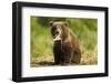 Brown Bear Spring Cub, Katmai National Park, Alaska-Paul Souders-Framed Photographic Print