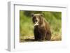 Brown Bear Spring Cub, Katmai National Park, Alaska-Paul Souders-Framed Photographic Print