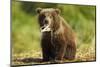 Brown Bear Spring Cub, Katmai National Park, Alaska-Paul Souders-Mounted Photographic Print