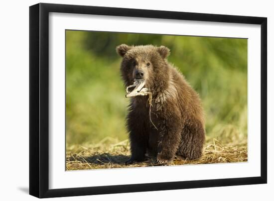 Brown Bear Spring Cub, Katmai National Park, Alaska-Paul Souders-Framed Photographic Print