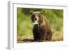 Brown Bear Spring Cub, Katmai National Park, Alaska-Paul Souders-Framed Photographic Print