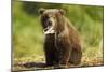 Brown Bear Spring Cub, Katmai National Park, Alaska-Paul Souders-Mounted Photographic Print