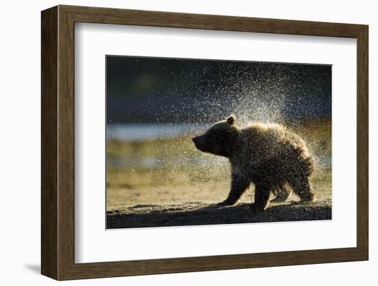 Brown Bear Spring Cub, Katmai National Park, Alaska-Paul Souders-Framed Photographic Print