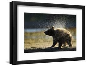 Brown Bear Spring Cub, Katmai National Park, Alaska-Paul Souders-Framed Photographic Print