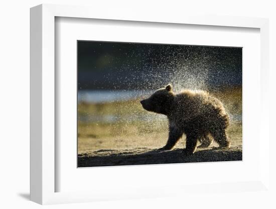 Brown Bear Spring Cub, Katmai National Park, Alaska-Paul Souders-Framed Photographic Print