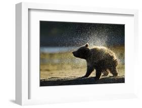 Brown Bear Spring Cub, Katmai National Park, Alaska-Paul Souders-Framed Photographic Print