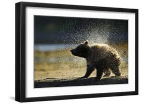 Brown Bear Spring Cub, Katmai National Park, Alaska-Paul Souders-Framed Photographic Print