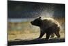 Brown Bear Spring Cub, Katmai National Park, Alaska-Paul Souders-Mounted Photographic Print