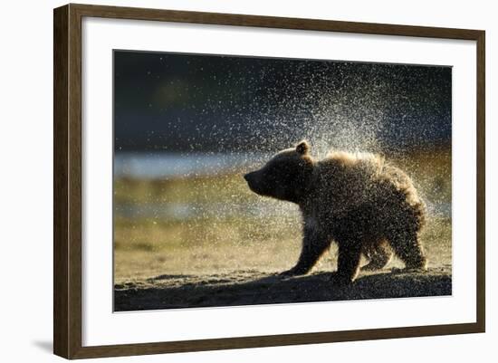 Brown Bear Spring Cub, Katmai National Park, Alaska-Paul Souders-Framed Photographic Print