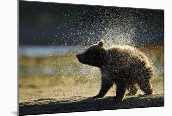 Brown Bear Spring Cub, Katmai National Park, Alaska-Paul Souders-Mounted Photographic Print