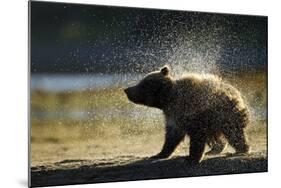 Brown Bear Spring Cub, Katmai National Park, Alaska-Paul Souders-Mounted Photographic Print