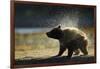 Brown Bear Spring Cub, Katmai National Park, Alaska-Paul Souders-Framed Photographic Print