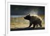 Brown Bear Spring Cub, Katmai National Park, Alaska-Paul Souders-Framed Photographic Print