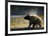 Brown Bear Spring Cub, Katmai National Park, Alaska-Paul Souders-Framed Photographic Print