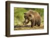 Brown Bear Spring Cub, Katmai National Park, Alaska-Paul Souders-Framed Photographic Print