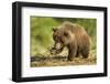 Brown Bear Spring Cub, Katmai National Park, Alaska-Paul Souders-Framed Photographic Print