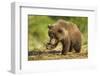 Brown Bear Spring Cub, Katmai National Park, Alaska-Paul Souders-Framed Photographic Print