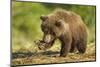 Brown Bear Spring Cub, Katmai National Park, Alaska-Paul Souders-Mounted Photographic Print