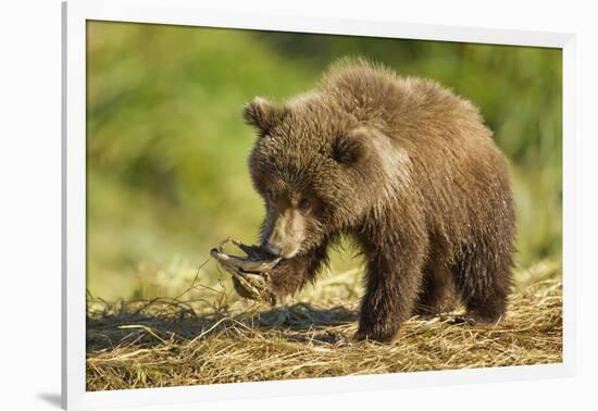 Brown Bear Spring Cub, Katmai National Park, Alaska-Paul Souders-Framed Photographic Print