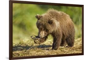 Brown Bear Spring Cub, Katmai National Park, Alaska-Paul Souders-Framed Photographic Print