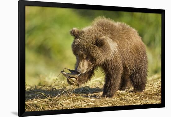 Brown Bear Spring Cub, Katmai National Park, Alaska-Paul Souders-Framed Photographic Print