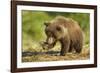 Brown Bear Spring Cub, Katmai National Park, Alaska-Paul Souders-Framed Photographic Print