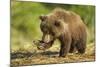 Brown Bear Spring Cub, Katmai National Park, Alaska-Paul Souders-Mounted Photographic Print