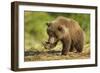 Brown Bear Spring Cub, Katmai National Park, Alaska-Paul Souders-Framed Photographic Print