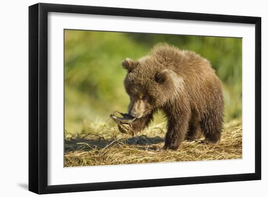 Brown Bear Spring Cub, Katmai National Park, Alaska-Paul Souders-Framed Photographic Print