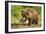 Brown Bear Spring Cub, Katmai National Park, Alaska-Paul Souders-Framed Photographic Print