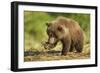 Brown Bear Spring Cub, Katmai National Park, Alaska-Paul Souders-Framed Photographic Print