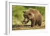 Brown Bear Spring Cub, Katmai National Park, Alaska-Paul Souders-Framed Photographic Print