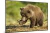 Brown Bear Spring Cub, Katmai National Park, Alaska-Paul Souders-Mounted Photographic Print