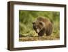 Brown Bear Spring Cub, Katmai National Park, Alaska-Paul Souders-Framed Photographic Print