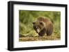 Brown Bear Spring Cub, Katmai National Park, Alaska-Paul Souders-Framed Photographic Print