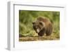 Brown Bear Spring Cub, Katmai National Park, Alaska-Paul Souders-Framed Photographic Print